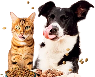 gato y perro comiendo 