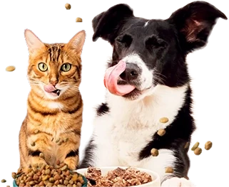 gato y perro comiendo